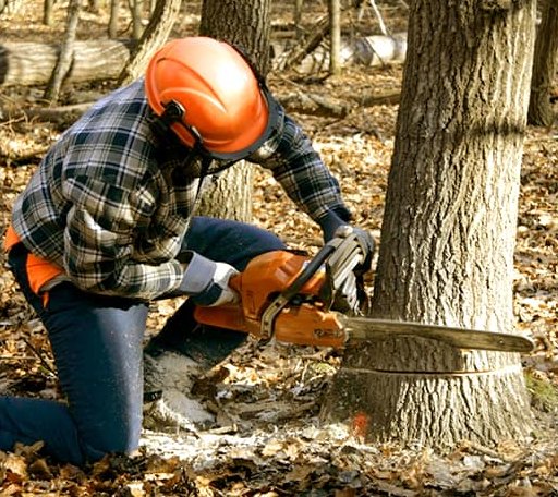 Tree Removal in Olympia Fields, IL